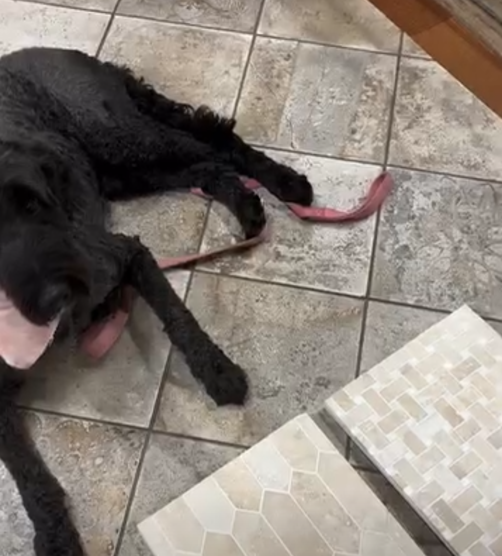 2026 Color of the Year - CLOUDANCER